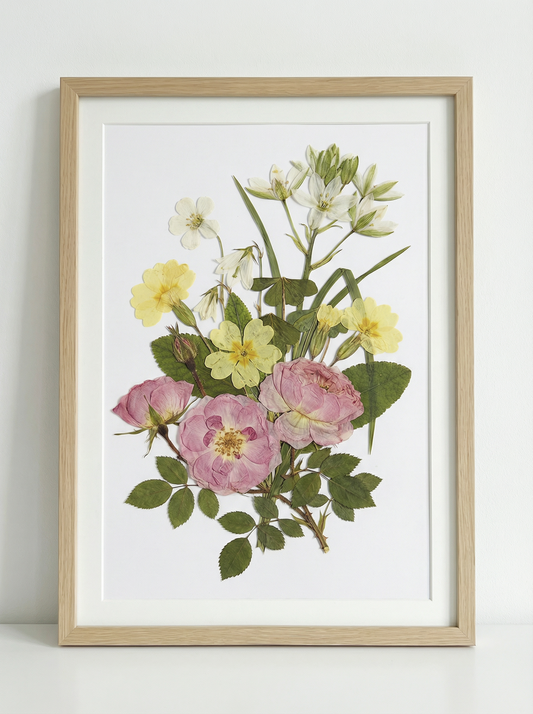 Mélodie de la rose de velours