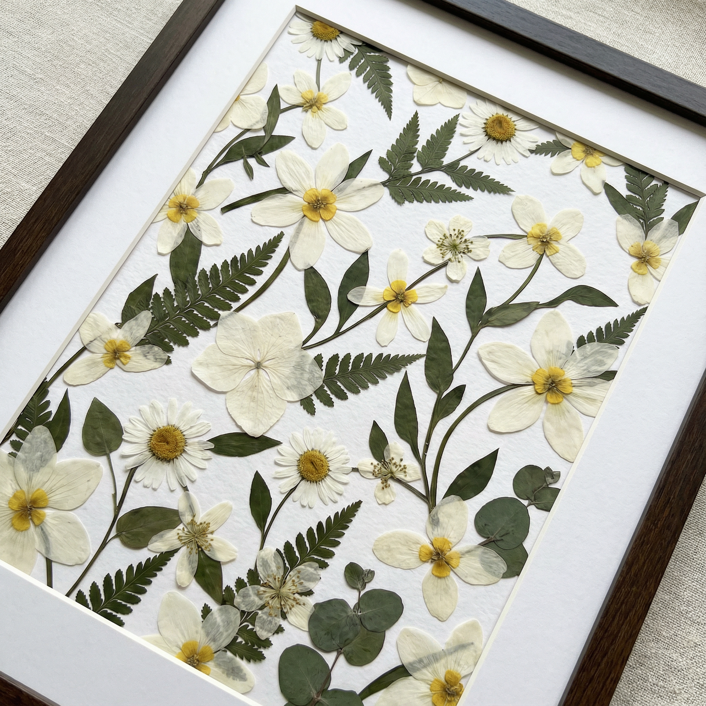 Champs de marguerites sauvages