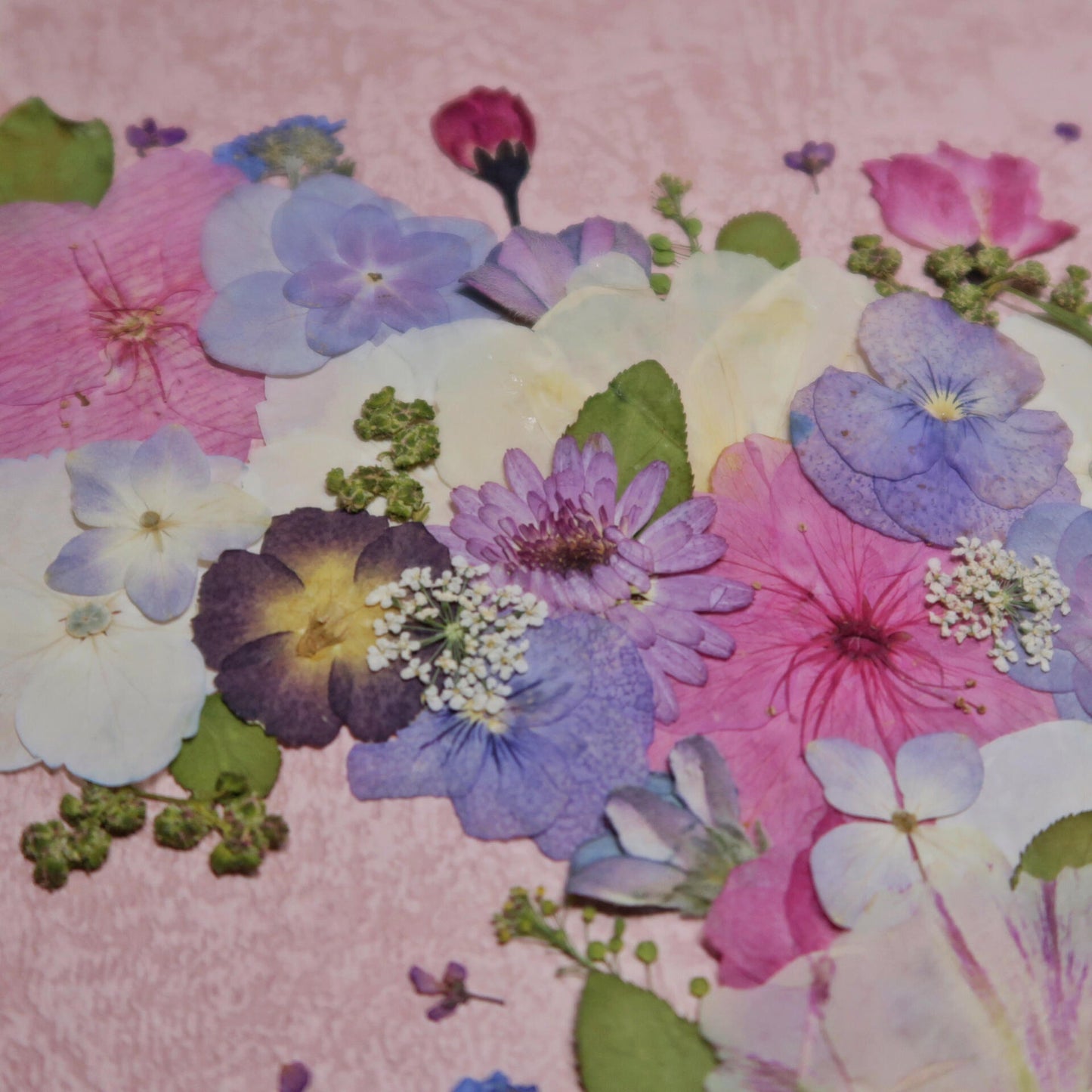 details of 10 inches width 10 inches height pressed flower frame art that has pink theme